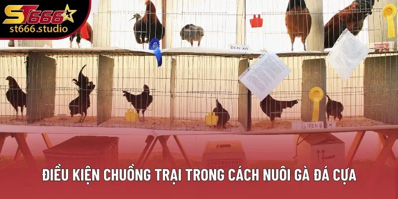 Điều kiện chuồng trại trong cách nuôi gà đá cựa Điều kiện chuồng trại trong cách nuôi gà đá cựa