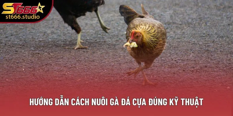 Hướng dẫn cách nuôi gà đá cựa đúng kỹ thuật Hướng dẫn cách nuôi gà đá cựa đúng kỹ thuật