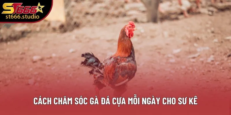 Cách chăm sóc gà đá cựa mỗi ngày cho sư kê Cách chăm sóc gà đá cựa mỗi ngày cho sư kê