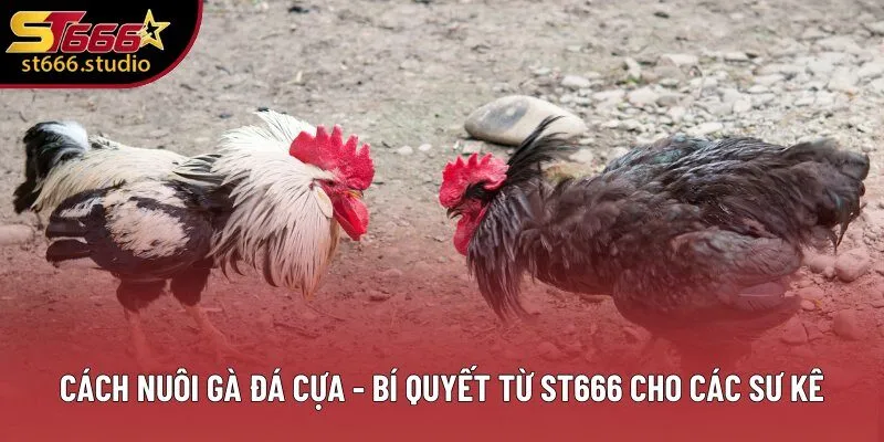 Cách Nuôi Gà Đá Cựa - ST666 Hướng Dẫn Chi Tiết Từ Cho Ăn Đến Chăm Sóc 2 Cách Nuôi Gà Đá Cựa - Bí Quyết Từ ST666 Cho Các Sư Kê