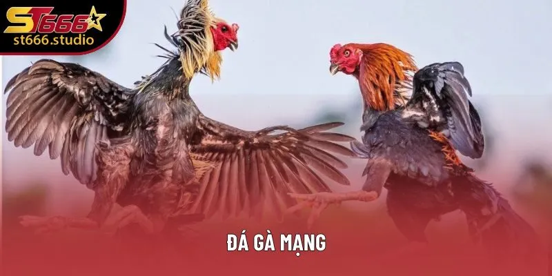 Đá Gà Mạng - Hành Trình Chinh Phục Đỉnh Cao Trong Cuộc Chiến! 1 Đá Gà Mạng - Khám Phá Bí Quyết Để Chiến Thắng Dễ Dàng