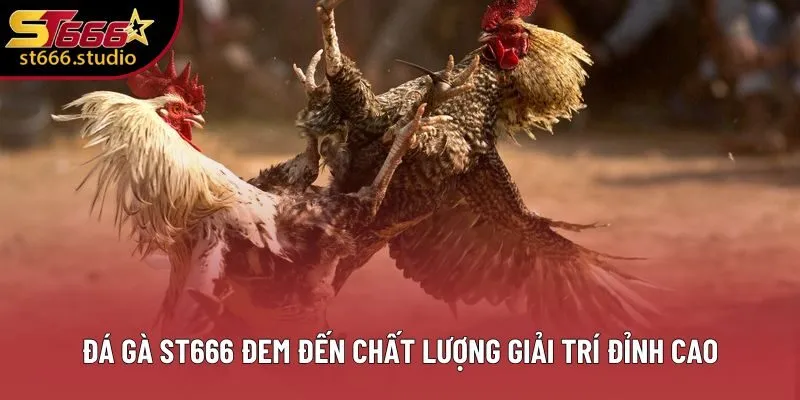 Đá gà ST666 đem đến chất lượng giải trí đỉnh cao Đá gà ST666 đem đến chất lượng giải trí đỉnh cao