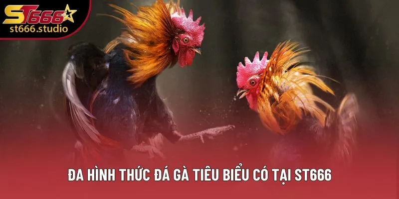 Đa hình thức đá gà tiêu biểu có tại ST666 Đa hình thức đá gà tiêu biểu có tại ST666
