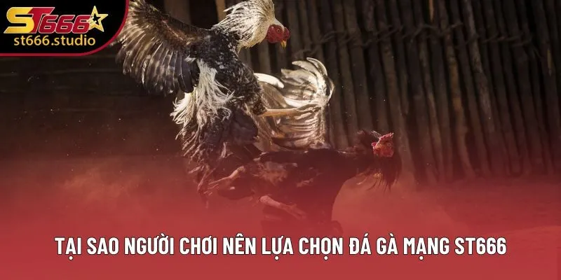 Tại sao người chơi nên lựa chọn đá gà mạng ST666 Tại sao người chơi nên lựa chọn đá gà mạng ST666