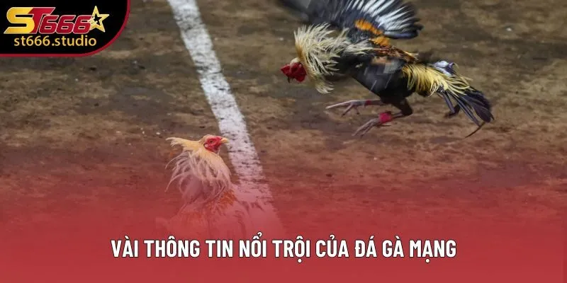 Vài thông tin nổi trội của đá gà mạng Vài thông tin nổi trội của đá gà mạng